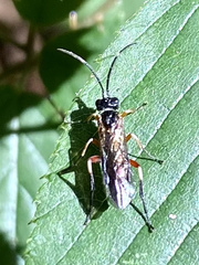 Apethymus filiformis