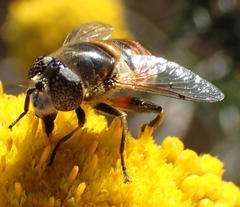 Eristalinus modestus