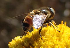 Eristalinus modestus