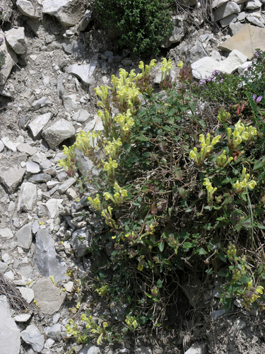 Scutellaria oreophila, photograph 4