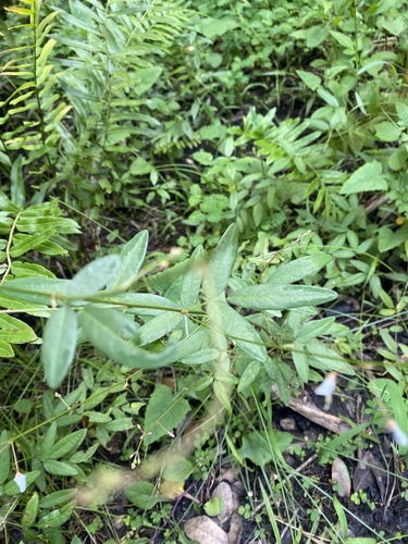 Desmodium paniculatum image