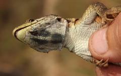 Pseudocordylus subviridis