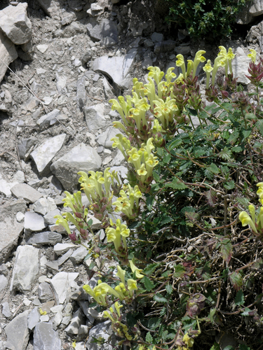 Scutellaria oreophila, photograph 5