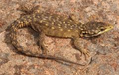 Pseudocordylus subviridis