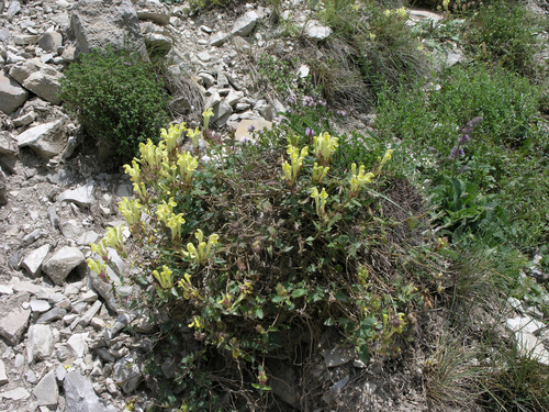 Scutellaria oreophila, photograph 6