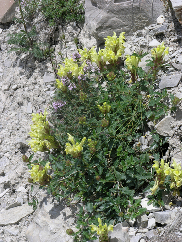 Scutellaria oreophila, photograph 2