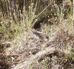 Phylica purpurea floccosa