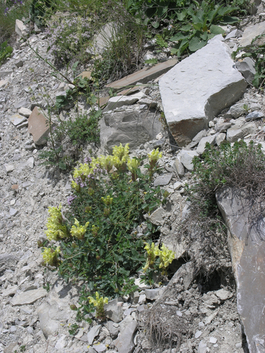 Scutellaria oreophila, photograph 3