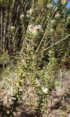 Phylica purpurea floccosa