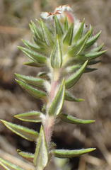 Phylica purpurea floccosa