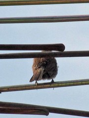 Thryomanes bewickii