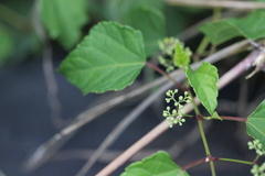 Ampelopsis glandulosa heterophylla