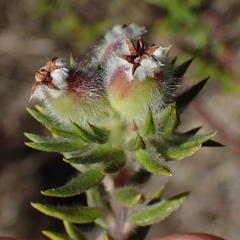 Phylica purpurea floccosa