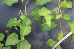 Ampelopsis glandulosa heterophylla