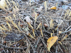 Clavariadelphus ligula