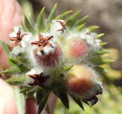 Phylica purpurea floccosa