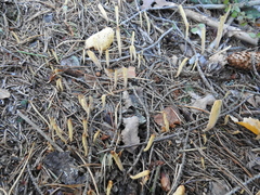 Clavariadelphus ligula