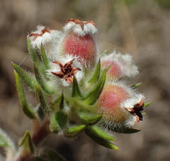 Phylica purpurea floccosa