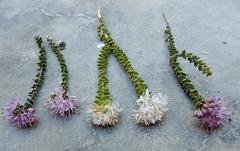 Agathosma cerefolium