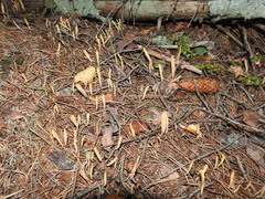 Clavariadelphus ligula