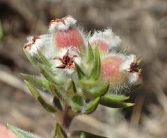 Phylica purpurea floccosa
