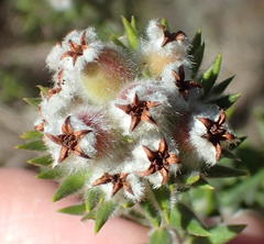 Phylica purpurea floccosa