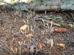 Clavariadelphus ligula