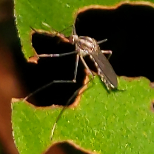 Plains Floodwater Mosquito photo 6