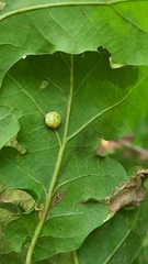Cynips quercusfolii