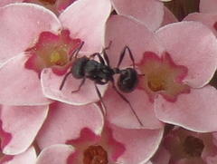 Myrmicaria nigra