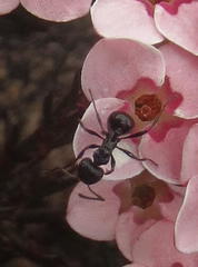 Myrmicaria nigra