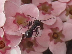 Myrmicaria nigra
