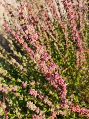 Atriplex intracontinentalis