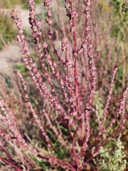 Atriplex intracontinentalis