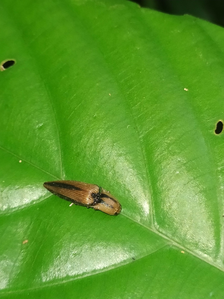 Cardiorhinus bilineatus