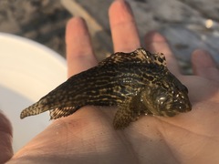 Chasmodes bosquianus