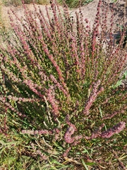 Atriplex intracontinentalis