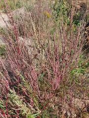 Atriplex intracontinentalis