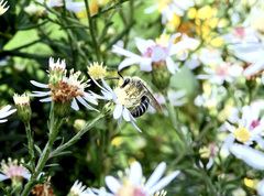 Colletes compactus compactus
