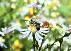 Colletes compactus compactus
