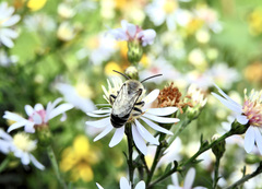 Colletes compactus compactus