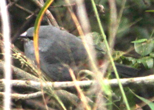 Grey Waxbill (Glaucestrilda perreini), photo 9
