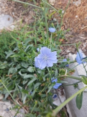 Cichorium intybus