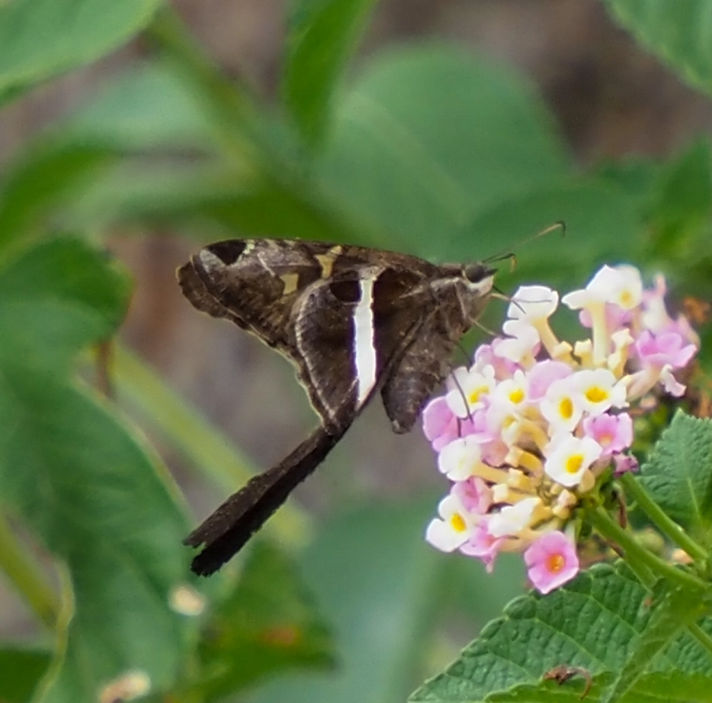 Whitestriped Longtail from Mueller, Austin, TX, USA on September 21