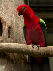Papuan King-Parrot photo 3