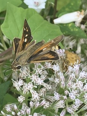 Atalopedes campestris