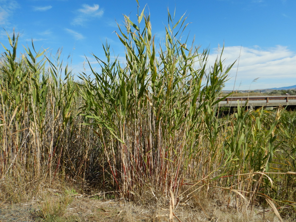 Common Reed Mt American common reed from Three Forks, Montana, United States on ...