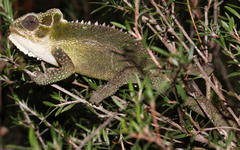 Bradypodion thamnobates