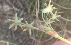 Tulbaghia capensis