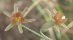 Tulbaghia capensis